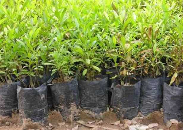 تولید ۶ میلیون نهال در مازندران